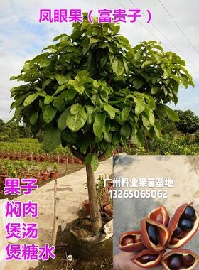 广州发货超大颗凤眼果树苗苹婆苗富贵子树苗当年结果南北种植