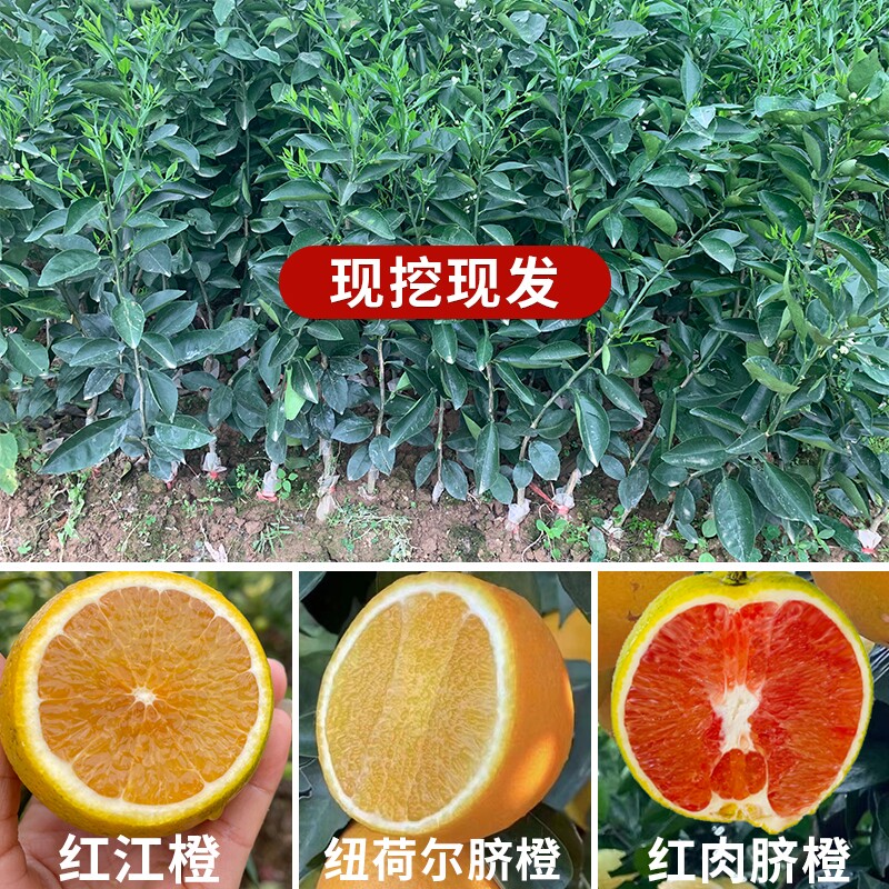 广州发货嫁接橙子果树苗红江橙树苗脐橙子果树苗血橙树苗当年结果