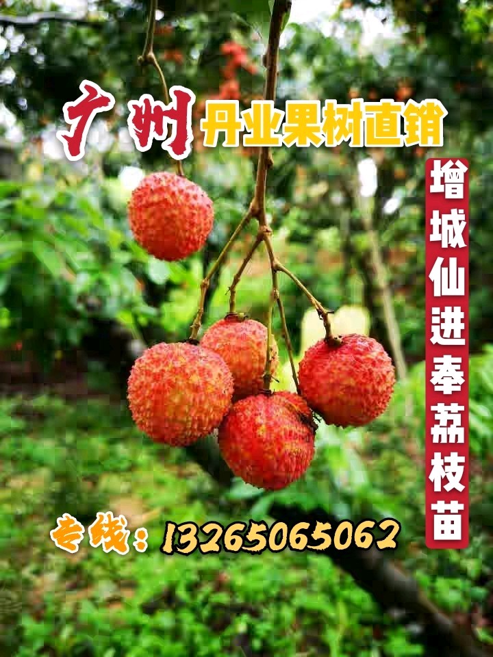 广州特大嫁接荔枝果树苗名贵增城挂绿荔枝树苗仙进奉荔枝树苗