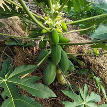 广州矮化大青红肉水果木瓜苗大果黄肉木瓜果苗纯甜夏威夷木瓜果苗