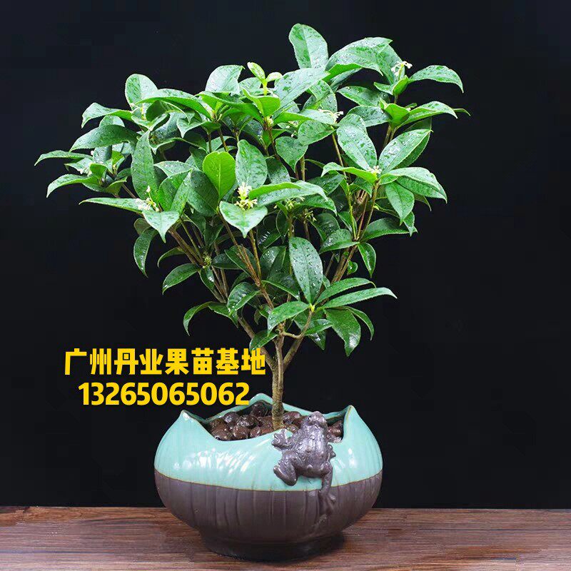 广州发货大颗四季桂花盆景树室内庭院盆栽花卉植物浓香四季花卉苗