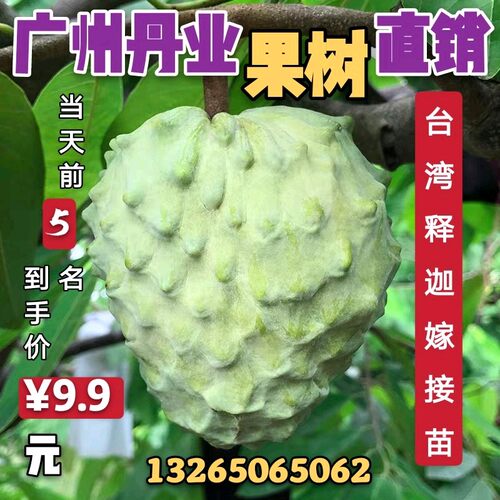 广州发货台湾凤梨佛陀林檎果树苗