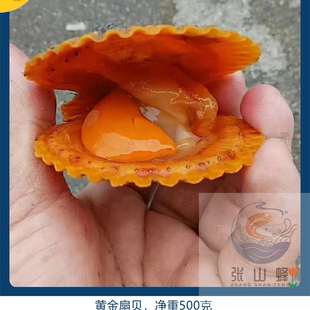 野生扇贝 黄金扇贝 肉 一份一斤  4斤顺丰空运包邮，鲜活取肉去内