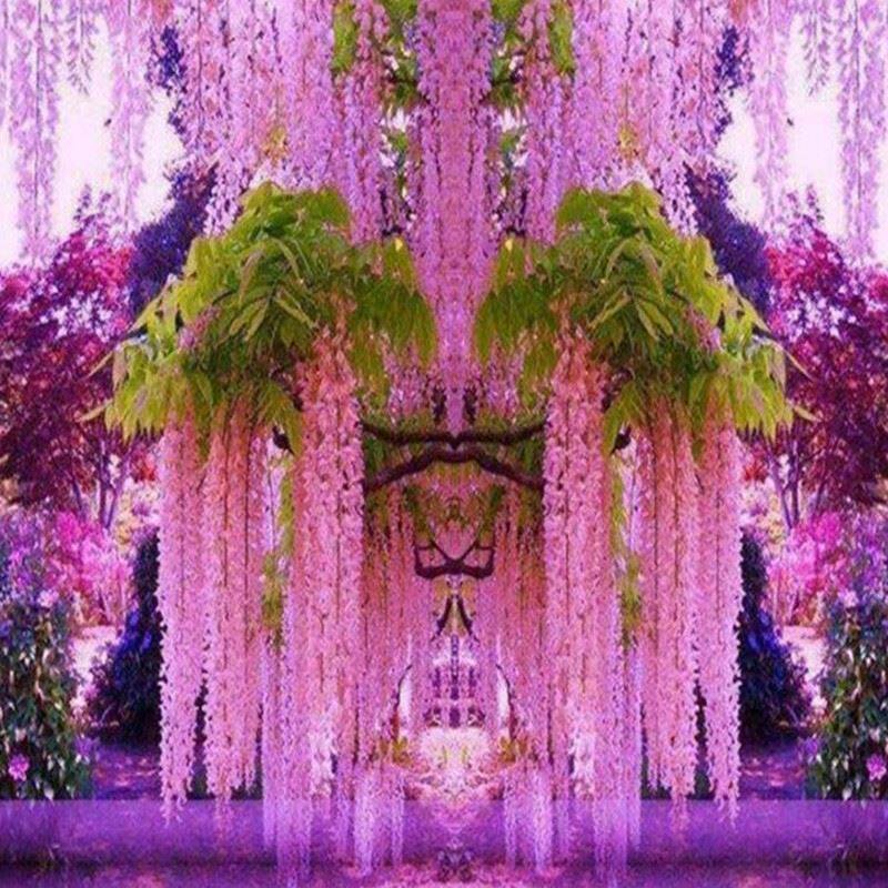 紫腾种子春秋播庭院阳台室内盆栽四季易活观赏爬藤花卉种子满包邮