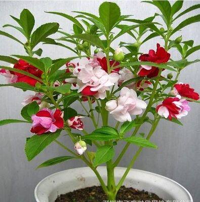 非洲凤仙种子春秋播绿植庭院阳台室内盆栽四季观花花卉种子种包邮