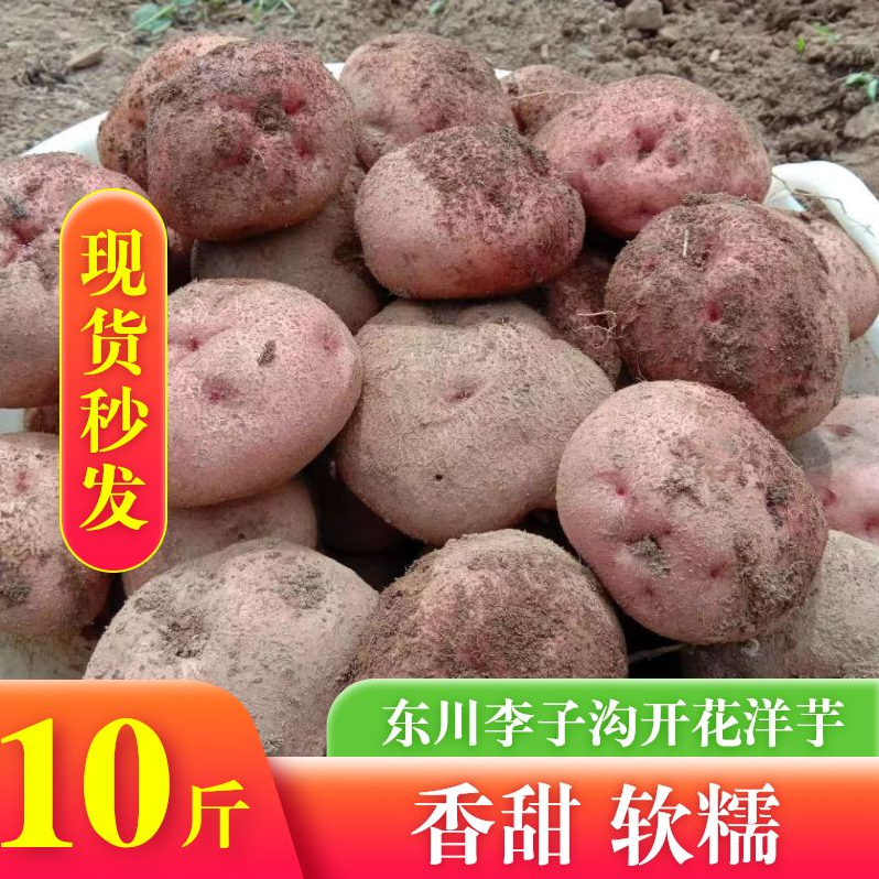 东川李子沟开花洋芋现挖现卖马铃薯软糯香甜高山自种土豆10斤包邮