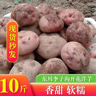 东川李子沟开花洋芋现挖现卖马铃薯软糯香甜高山自种土豆10斤包邮