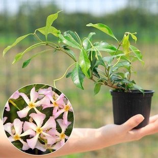 爬藤花卉植物粉色黄色风车茉莉花苗盆栽四季常青浓香花卉开花爆满