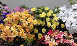 苦苣苦长筒花鳞茎混色 耐阴耐热品种适合新手 包邮