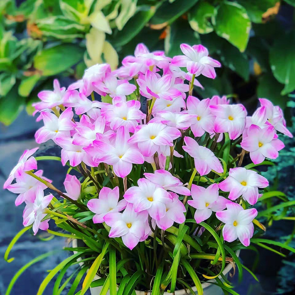 风雨兰胖丽丽多色合集(二)耐热耐寒韭兰多年生花卉绿植满68包邮