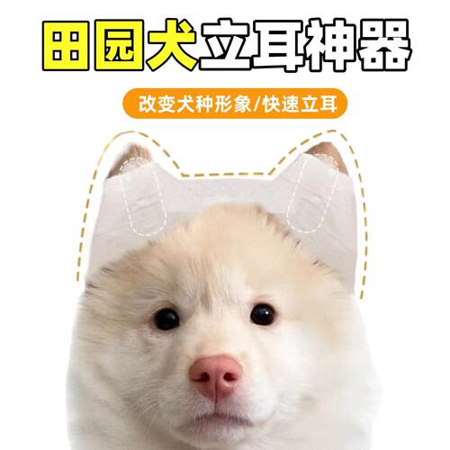 田园犬专用狗狗立耳器贴