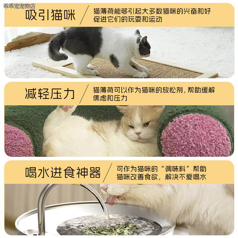 √猫薄荷可食用高纯度化