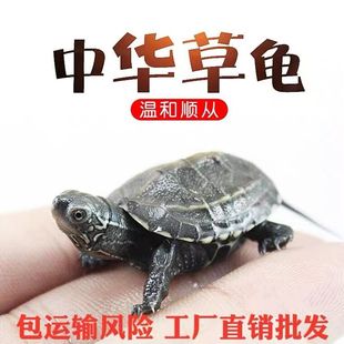 中华草龟苗宠物龟活体观赏小乌龟金线草龟发财龟大小龟工厂直销