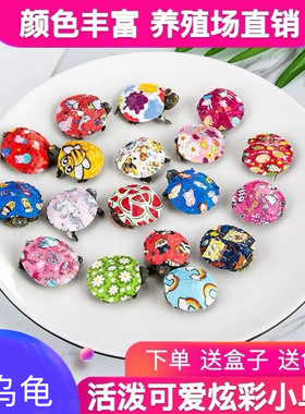 七彩小乌龟活体观赏龟龟苗