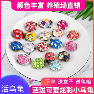 七彩小乌龟网红宠物龟活体龟苗卡通图案可爱观赏龟原色龟巴西宠物