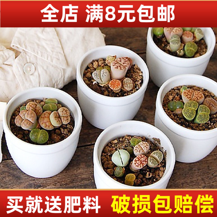 混合生石花小盆景多肉植物