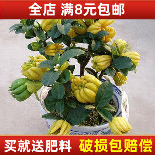 盆栽佛手室内阳台花卉果实可以