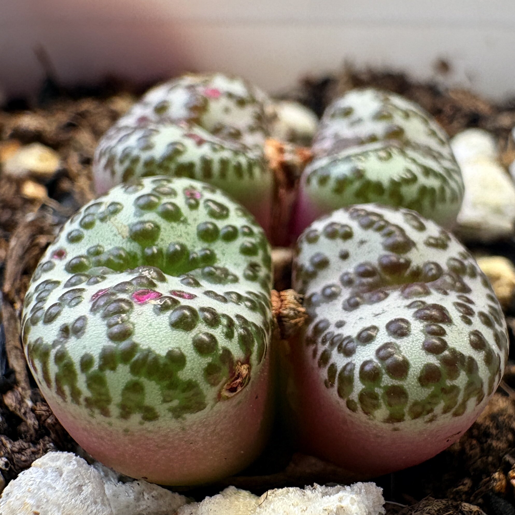 特价-奶牛1314安贞4头(原150/头)-多肉植物安贞(直播394)