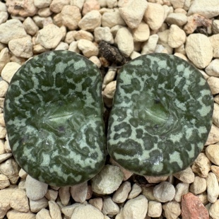 【一物一拍】优选-黑粗满脸豹纹-双头带盆