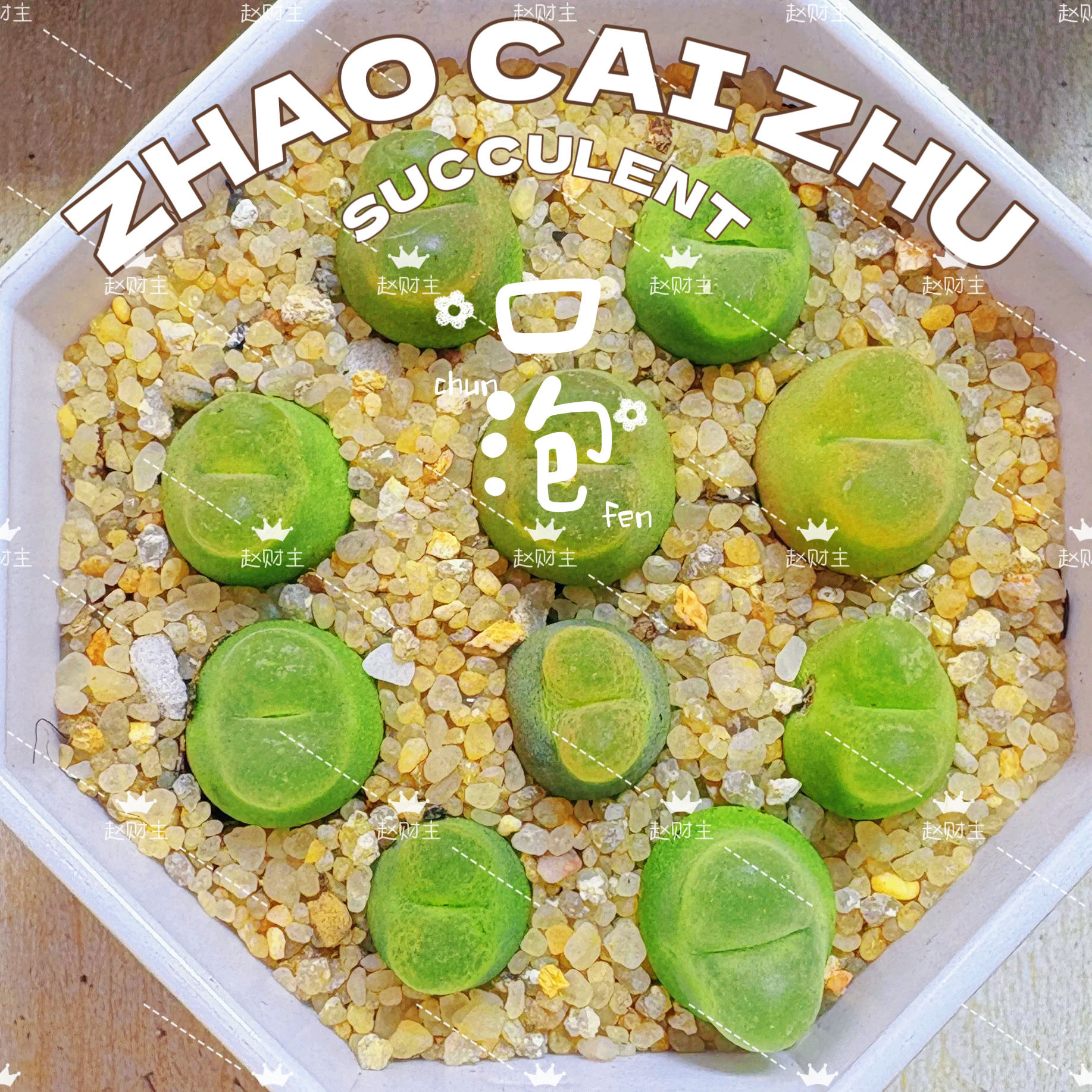 赵财主多肉花园O泡1798.79