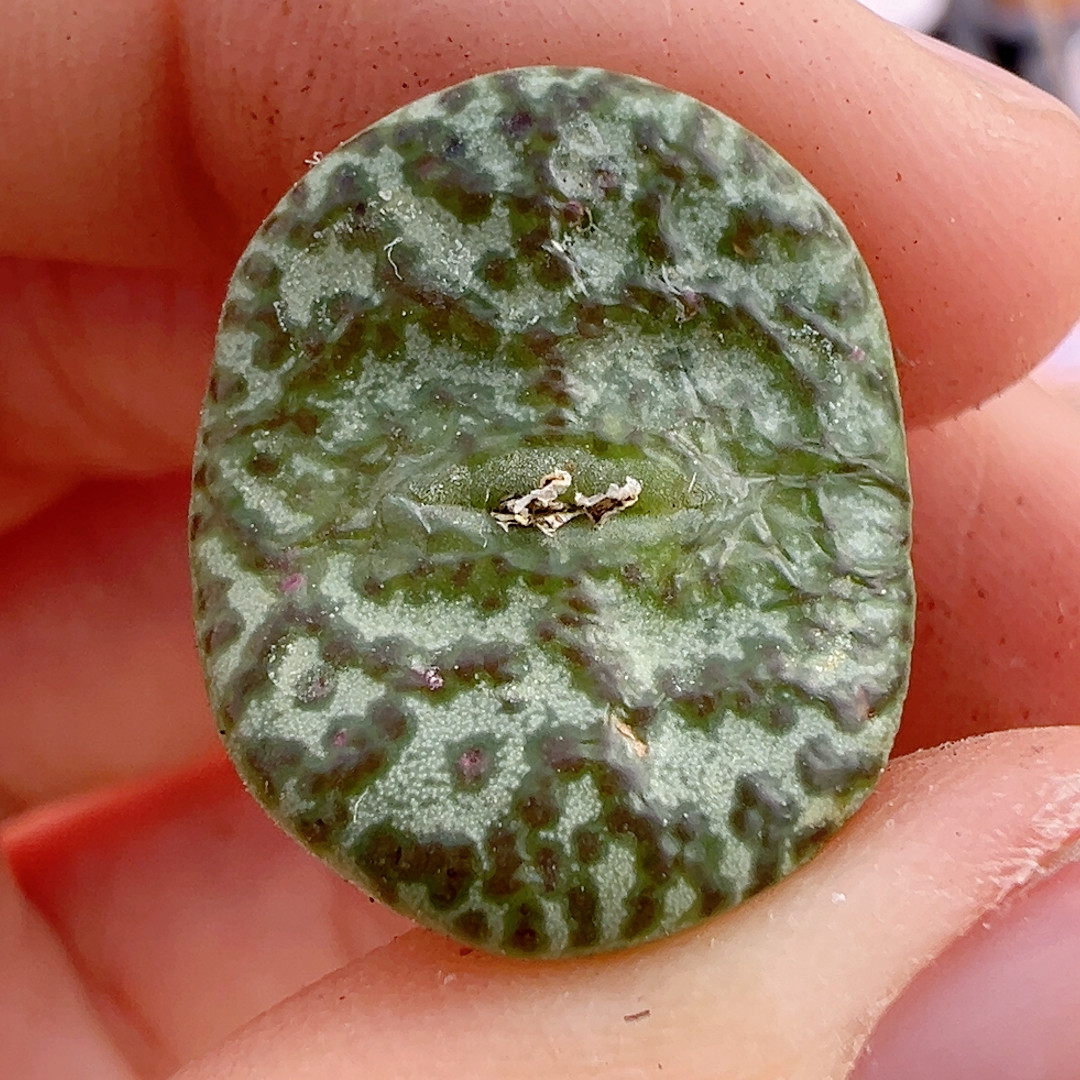 365泡泡*豹纹,鲜花速递/花卉仿真/绿植园艺,绿植,淘宝优惠券,粉丝福利购,淘宝优惠卷