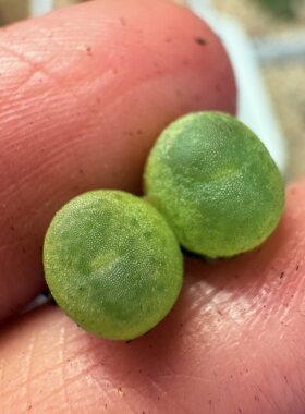 暑期特惠-拉登杂交*2颗特价（直播262）-2年