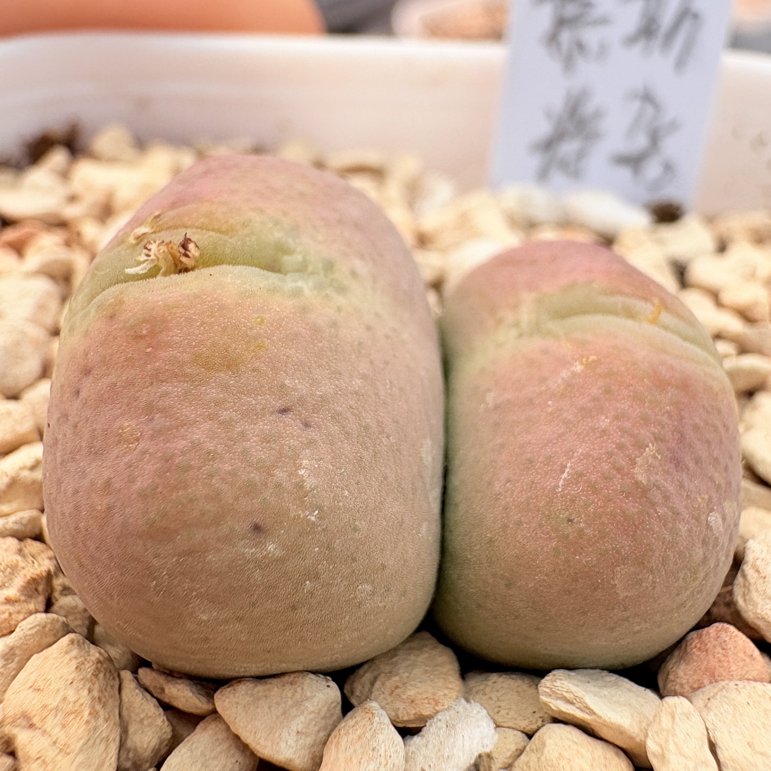 【一物一拍】优选-草莓慕斯将杂母本-双头带盆,鲜花速递/花卉仿真/绿植园艺,绿植,淘宝优惠券,粉丝福利购,淘宝优惠卷