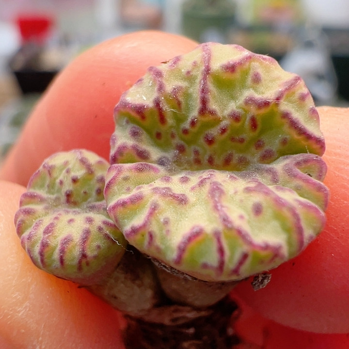 250杂交优选,鲜花速递/花卉仿真/绿植园艺,绿植,淘宝优惠券,粉丝福利购,淘宝优惠卷