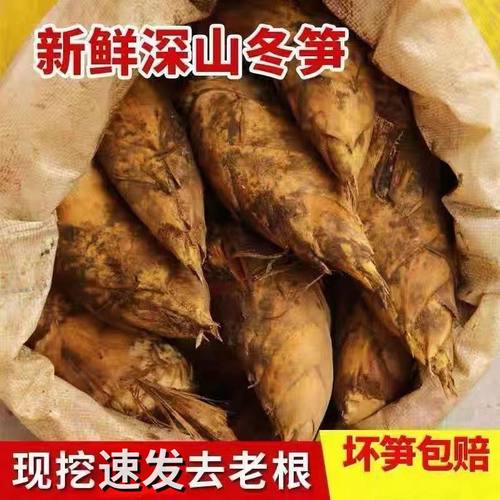 现货现挖新鲜冬笋高山两头尖野生