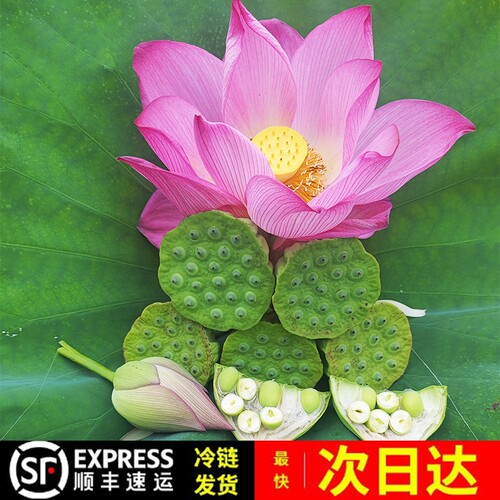 顺丰包邮现摘嫩莲蓬莲子水果莲子