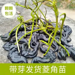 【现货带芽】菱角苗高产青红菱种苗特大牛角菱角苗四季种植水生植