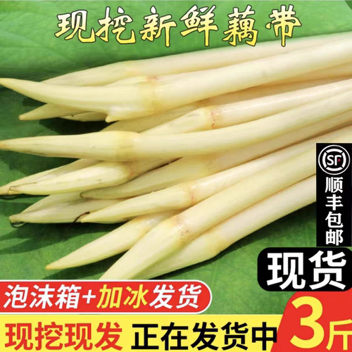 顺丰藕带现挖新鲜藕尖蔬菜莲藕