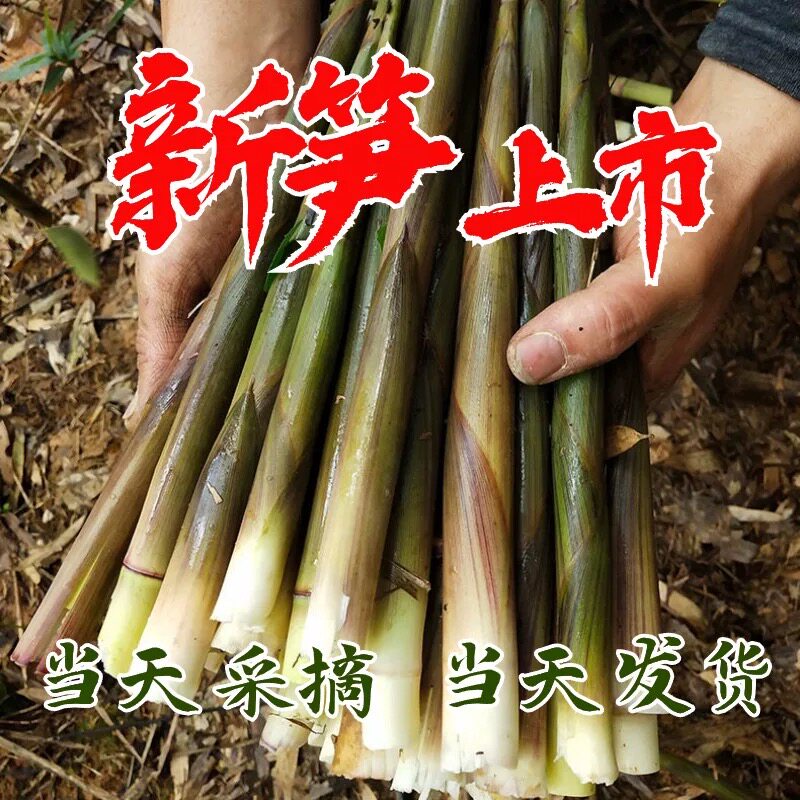 2026年湖南新鲜小竹笋现拔野生小竹笋山笋农家蔬菜甜笋带壳小笋子