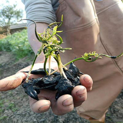 产地批发乌青菱角种水生植物出芽