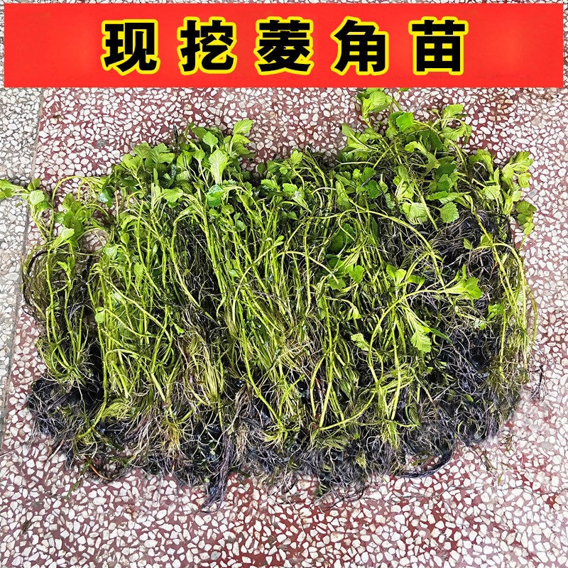 2024新鲜菱角种植苗种子5斤生吃当季水果蔬菜食现摘非1洪湖老菱角