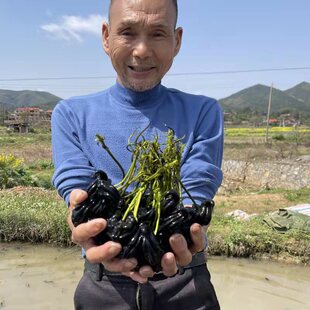 【带果带芽】新鲜菱角种子种苗牛角两角水生植物蔬菜四季高产青菱