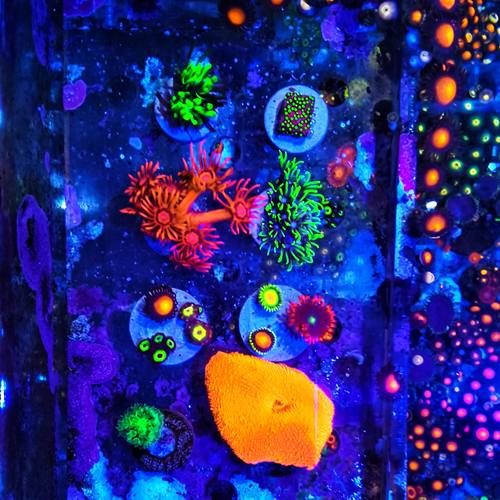 海水鱼缸珊瑚新手套餐草皮纽扣易养耐活开缸试水珊瑚活物包损包活