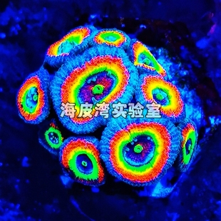 澳洲彩虹糖果脑珊瑚彩色荧光绿糖果脑甜甜圈海水鱼活体珊瑚海水缸