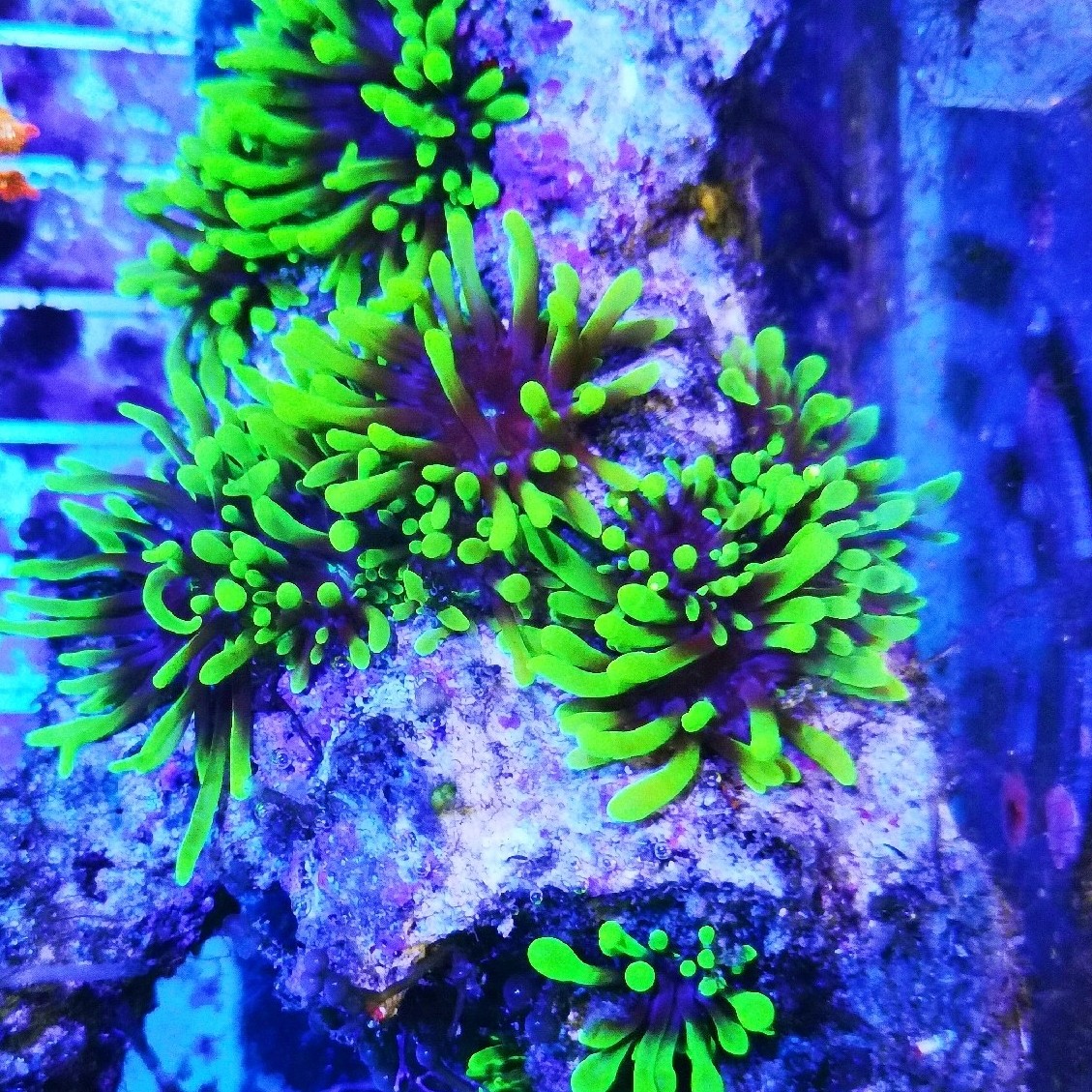 迷你马伽侬珊瑚荧光绿小丑鱼共生海葵地毯软体珊瑚海水生物海缸