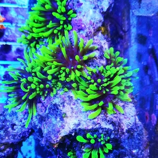 迷你马伽侬珊瑚荧光绿小丑鱼共生海葵地毯软体珊瑚海水生物海缸