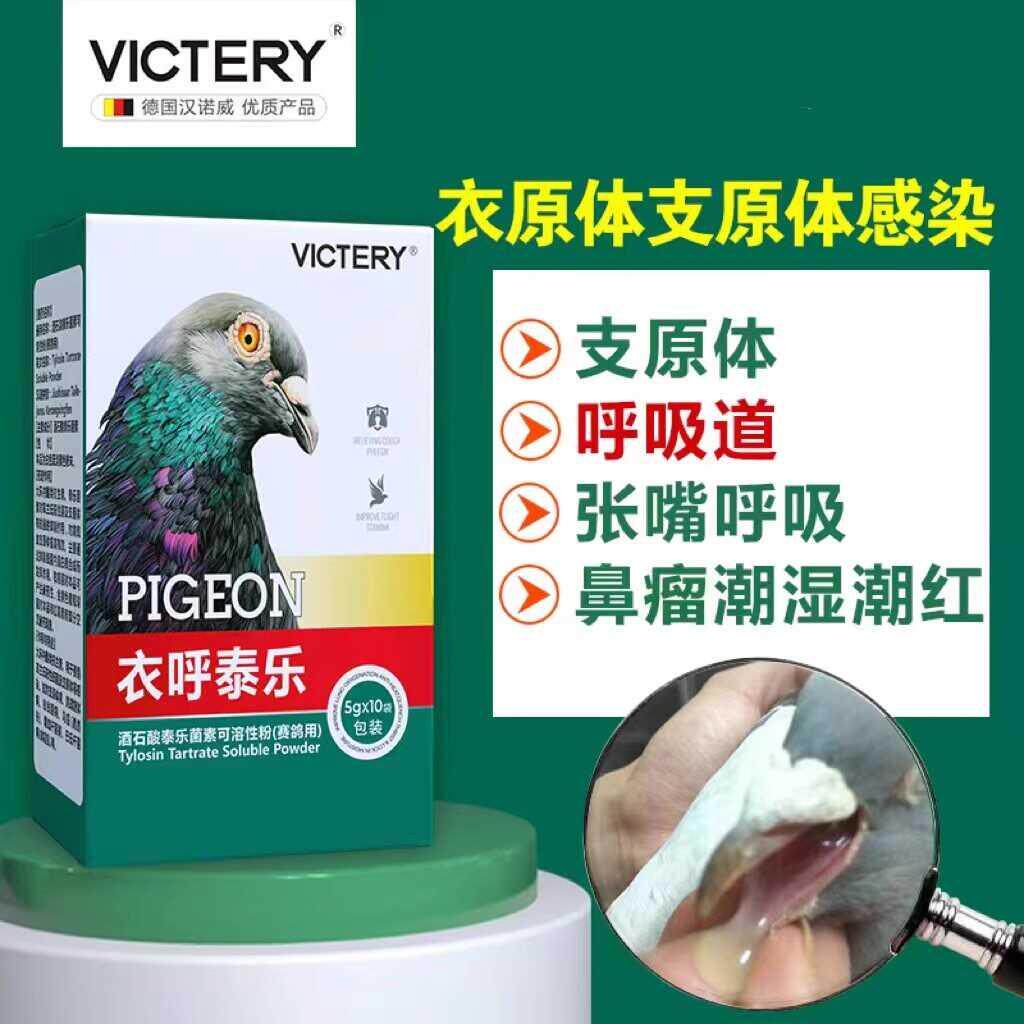 鸽子单眼伤风咳嗽气喘专用