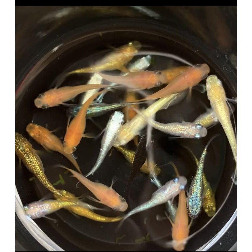 天使之翼阳光初恋玫瑰宝石海王星