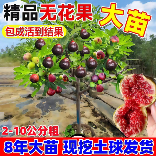 无花果树果苗波姬红特大果庭院矮化盆栽四季南方北方种植当年结果