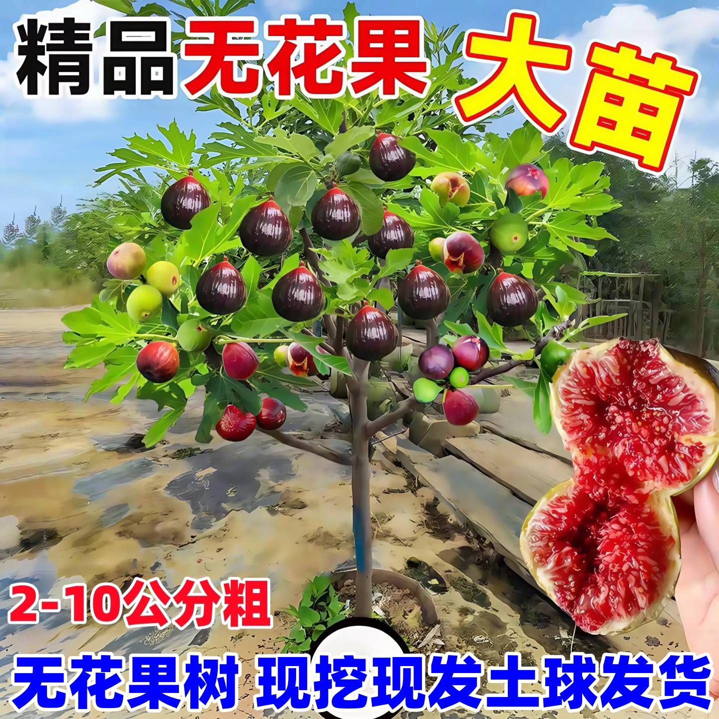 无花果树果苗波姬红特大果庭院矮化盆栽四季南方北方种植当年结果图片