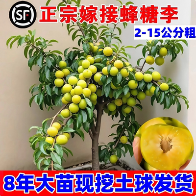 正宗蜂糖李子树苗抗寒南北方种植