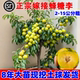 正宗嫁接蜂糖李子树苗新品 种冰糖李子特大号南方北方种植果树果苗