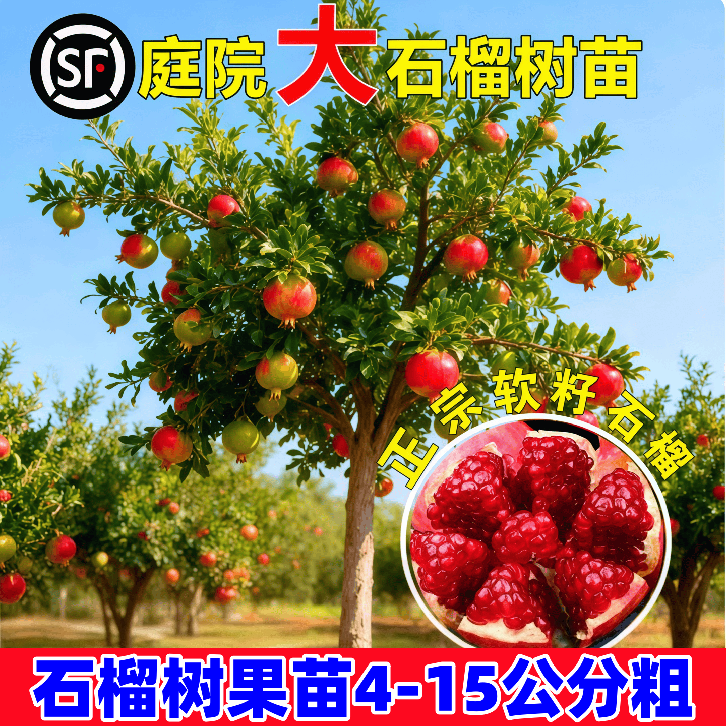 特大突尼斯软籽蒙阳红石榴树果苗盆栽地栽南北方庭院种植果树果苗