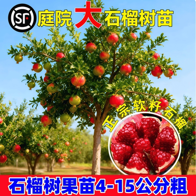 特大突尼斯软籽石榴树嫁接无籽树苗盆栽地栽庭院别墅老桩盆景果树