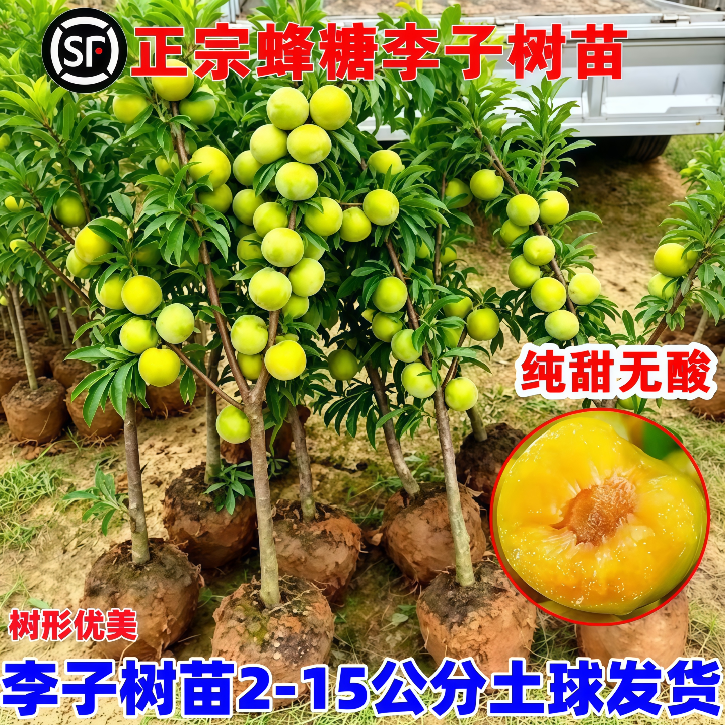 正宗蜂糖李子树苗抗寒南北方种植图片