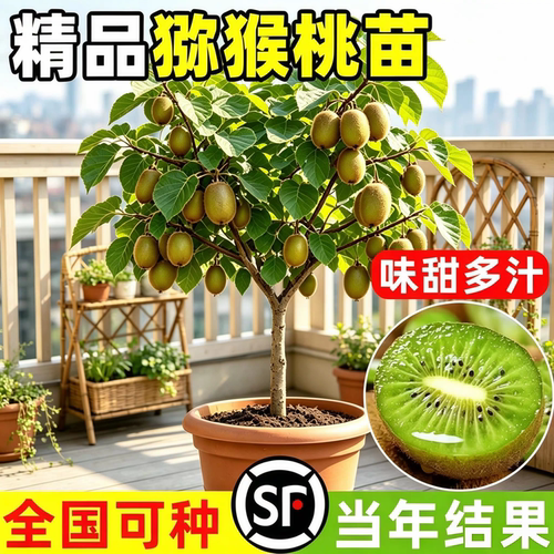 猕猴桃树果苗雌雄同株猕猴桃苗徐香嫁接南北方种植庭院四季可种植